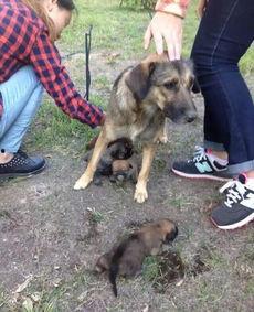 最新台湾狗崽爆料事件视频,视频揭露惊人内幕